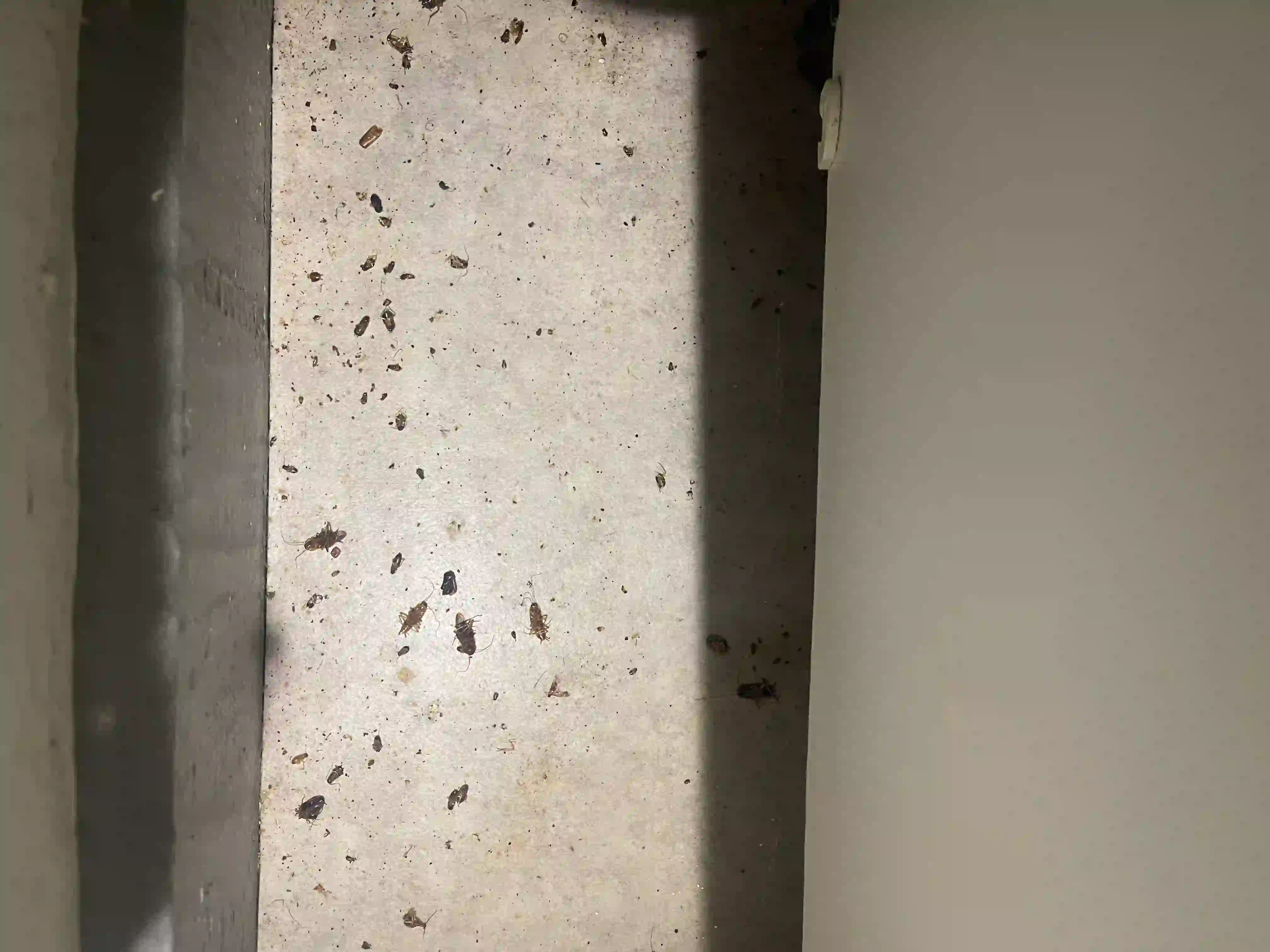 Cadavres de blattes après traitement