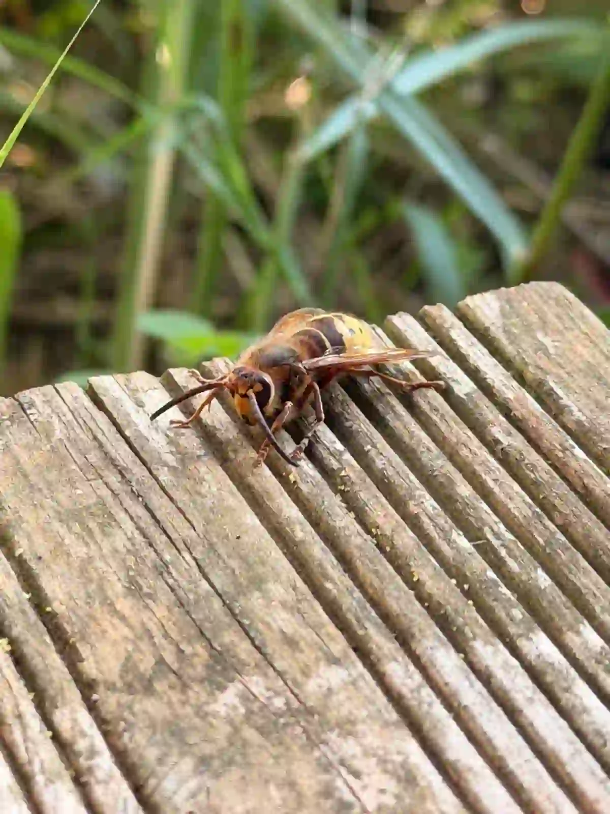 Gros plan frelon asiatique