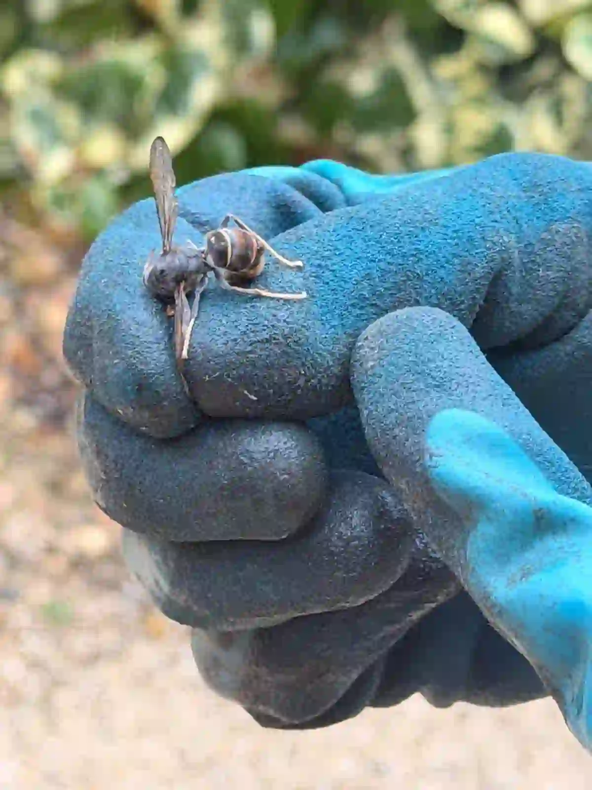 Traitement contre les frelons