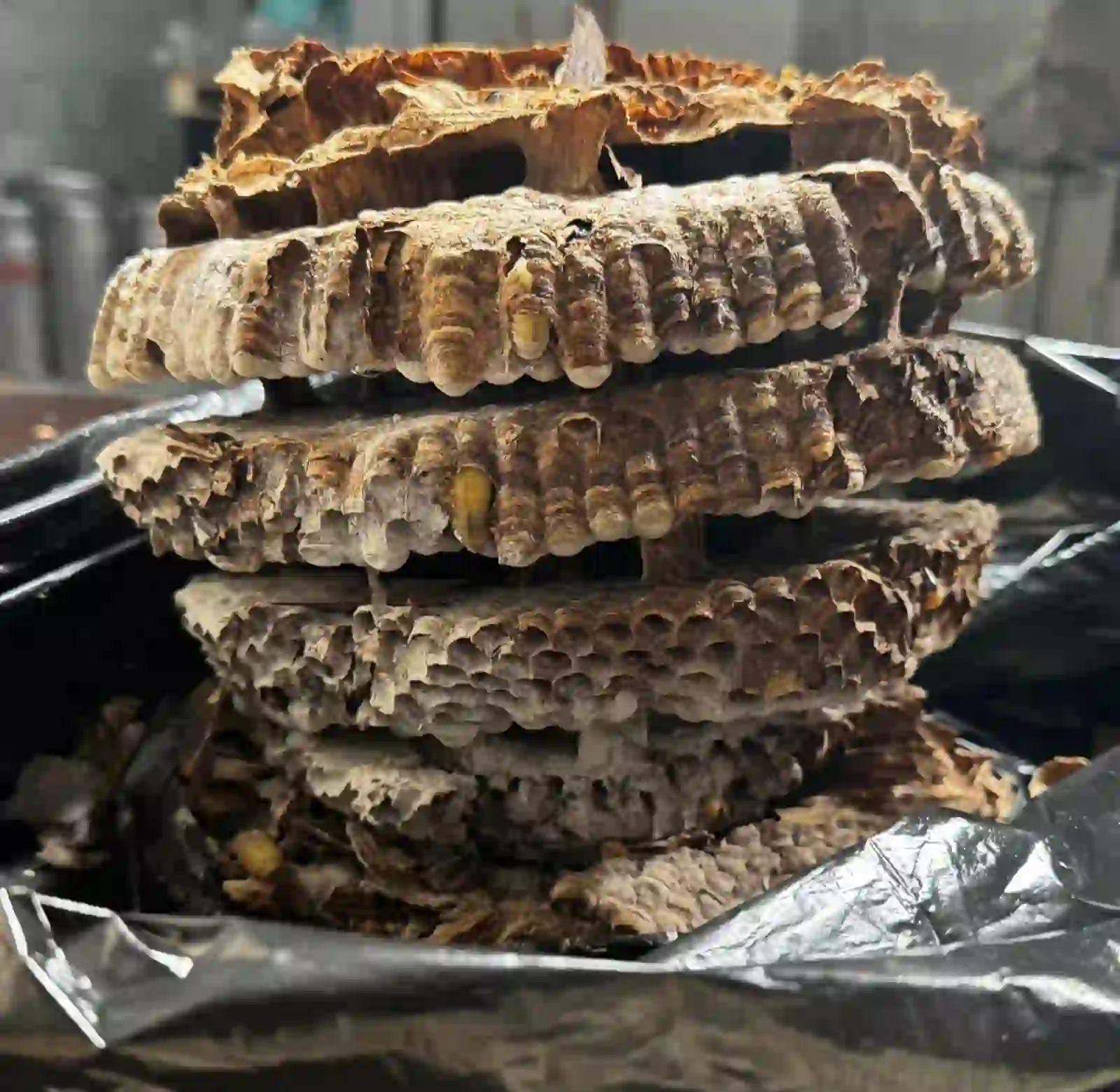 Nid de frelon européen