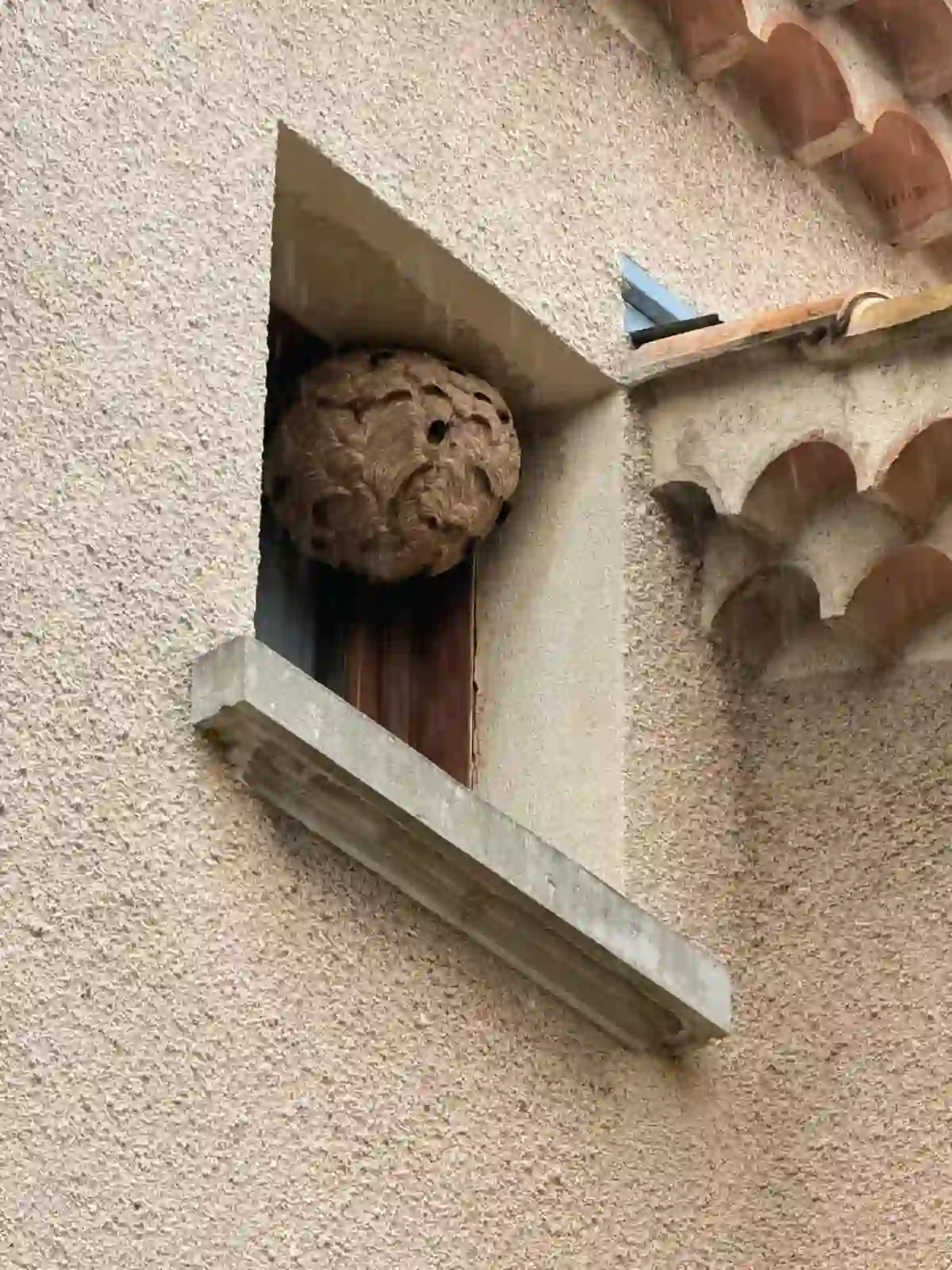 Nid de frelons asiatiques