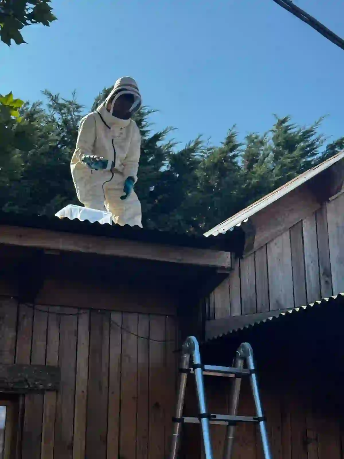 Recherche d'un nid de guêpes